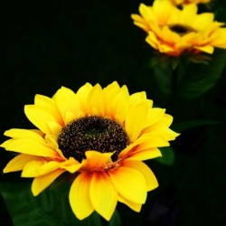 Sunflower shaped garden light - solar powered - LED - waterproofSolar lighting