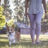 Hondenriem - halsband - verstelbare lus - duurzaamHalsbanden en Lijnen
