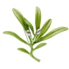 Elegante broche met groene olijfBroches