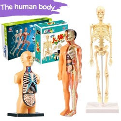 Menselijk torso/skelet - modelanatomie - medische inwendige organen - voor onderwijsEducatief