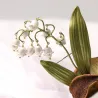 Lily of the valley broochBrooches
