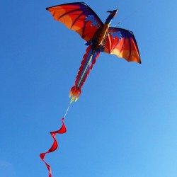 3D dragon kite with tail & line 100mVliegers